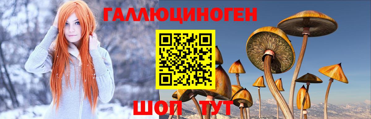 Галлюциногенные грибы Psilocybine cubensis  Псилоцибиновые грибы Cubensis  Вход с VPN  Углич 